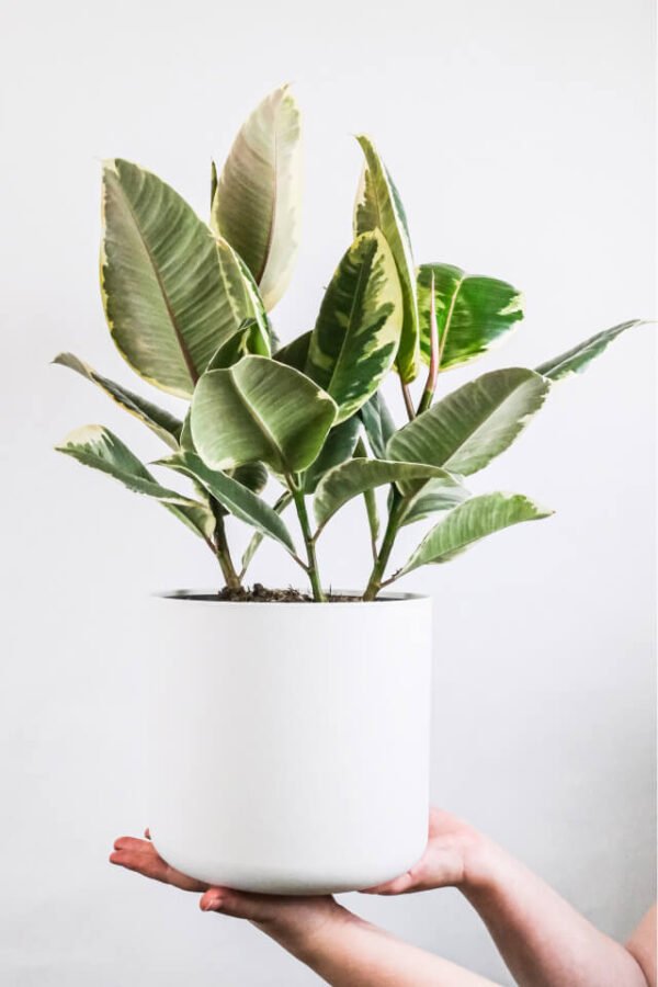 Calathea Beauty Star - Image 2